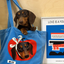 Pooji - Custom Pet Portrait Canvas Tote