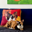 Pooji - Custom Pet Cushion Home Decor
