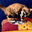 Pooji - Custom Pet Cushion Home Decor