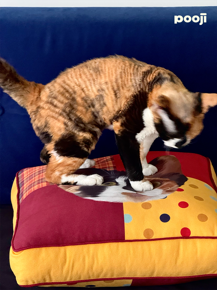 Pooji - Custom Pet Cushion Home Decor