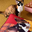 Pooji - Custom Pet Cushion Home Decor