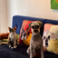 Pooji - Custom Pet Cushion Home Decor