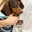 Pooji - Short Sleeve 100% Cotton Pet T-shirt
