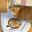 Pooji - Custom Pet Portrait Canvas Tote