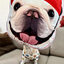 Pooji - Custom Pet Portrait Pillow